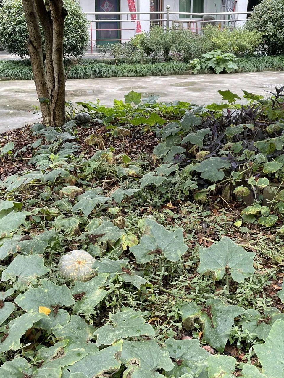 1674089366368162.jpg 1674089366368162.jpg