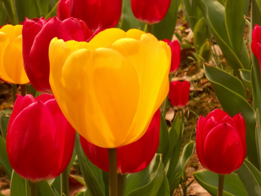 1688140058138026.jpg 1688140058138026.jpg