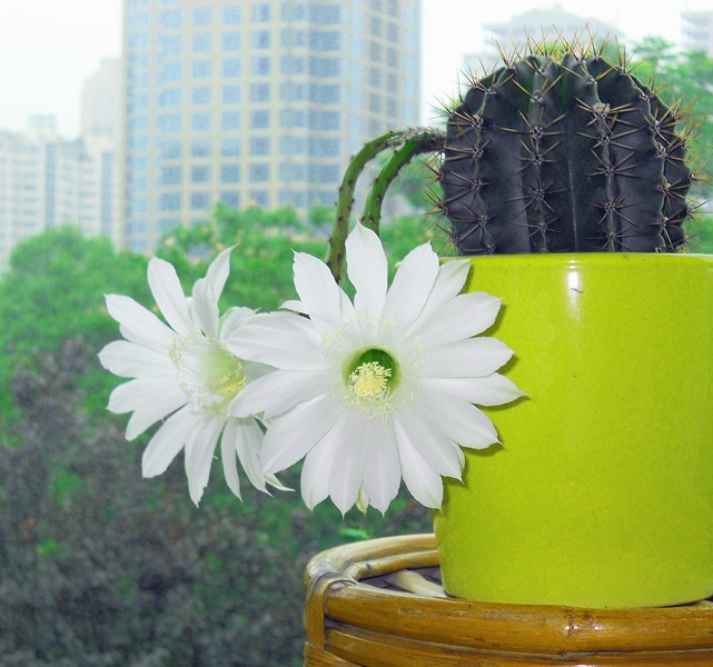 1688143763497524.jpg 1688143763497524.jpg