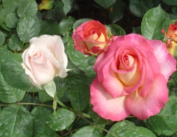 1688144034189410.jpg 333.jpg