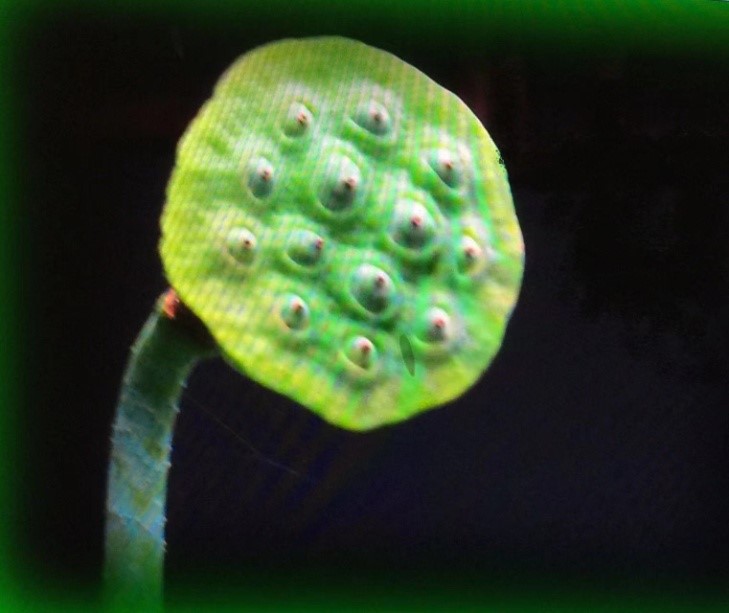 1688256590306148.jpg 1688256590306148.jpg