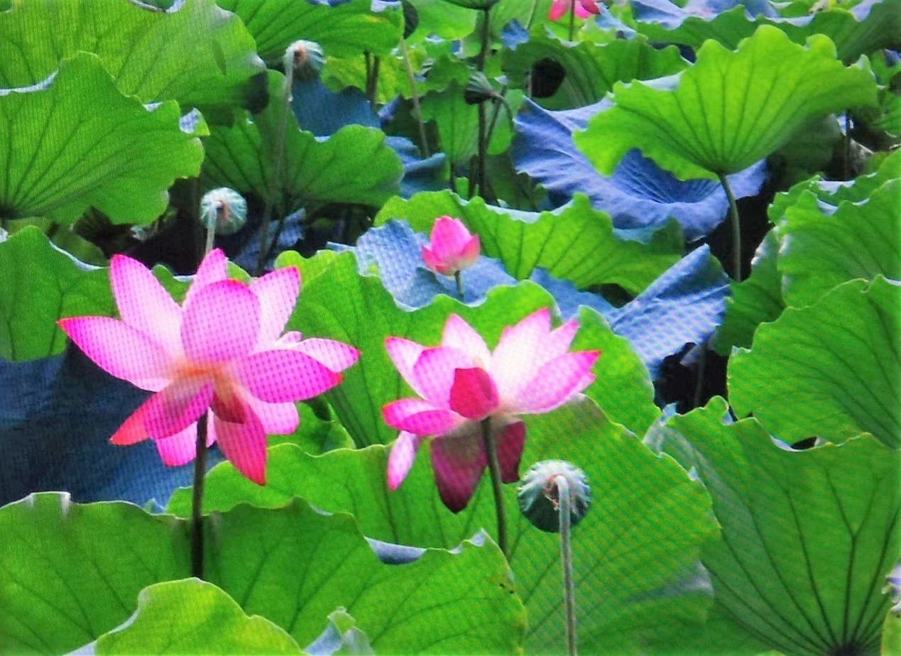 1688256647356945.jpg 1688256647356945.jpg